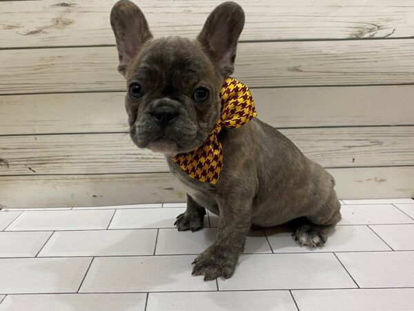 French Bulldog-DOG-Male-Blue Brindle-13271-Petland Batavia, Illinois