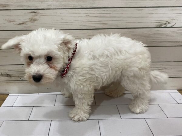 Bichon Frise DOG Male White 13265 Petland Batavia, Illinois