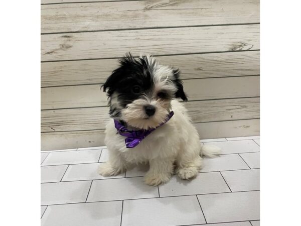 Havanese DOG Female Black 13267 Petland Batavia, Illinois