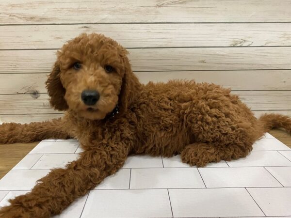 Goldendoodle 2nd Gen DOG Male Red 13269 Petland Batavia, Illinois