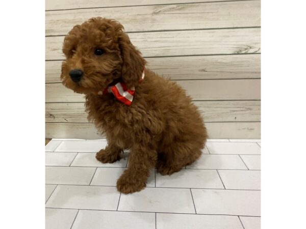 Goldendoodle Mini 2nd Gen DOG Male Golden 13268 Petland Batavia, Illinois