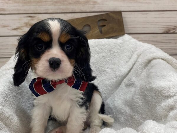 Cavalier King Charles Spaniel DOG Male Black Tan / White 21473 Petland Batavia, Illinois