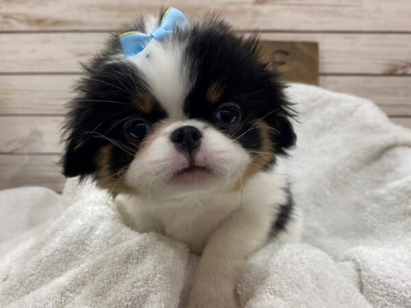 Japanese Chin DOG Female Black / White 21471 Petland Batavia, Illinois