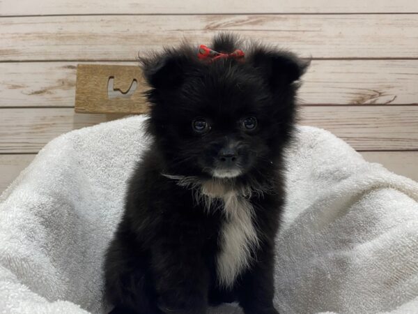 Pomeranian DOG Female Black 21472 Petland Batavia, Illinois