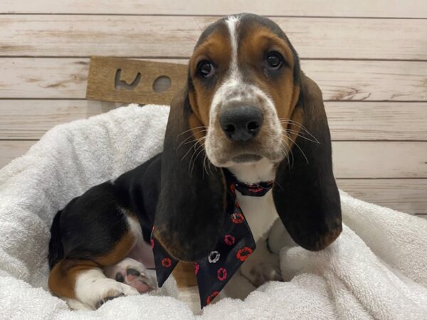 Basset Hound DOG Female Black Tan / White 21470 Petland Batavia, Illinois