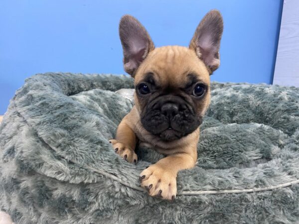 French Bulldog DOG Male Fawn, Black Mask 21242 Petland Batavia, Illinois