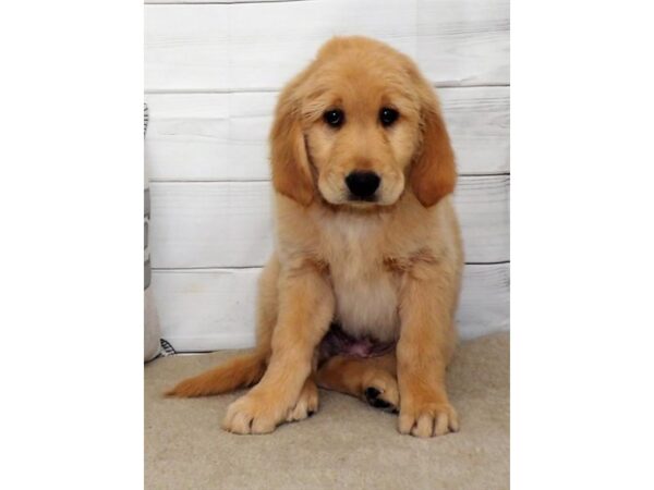 Golden Retriever DOG Male Golden 13273 Petland Batavia, Illinois