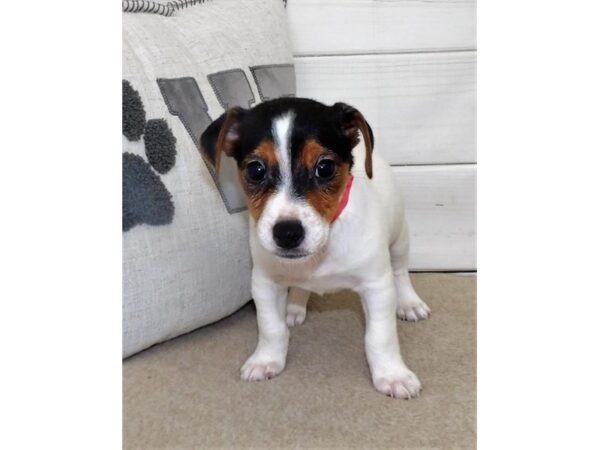 Jack Russell Terrier DOG Female White Black / Tan 13275 Petland Batavia, Illinois