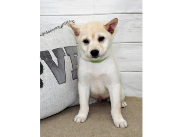 Shiba Inu DOG Female Cream 13274 Petland Batavia, Illinois