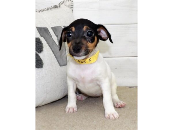 Jack Russell Terrier DOG Female White Black / Tan 21479 Petland Batavia, Illinois