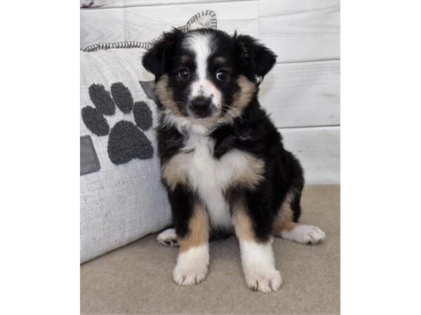 Miniature Australian Shepherd DOG Female Black 21480 Petland Batavia, Illinois