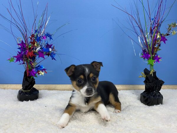 Mini Aussie/Jack Russell DOG Female Tri Colored 21247 Petland Batavia, Illinois