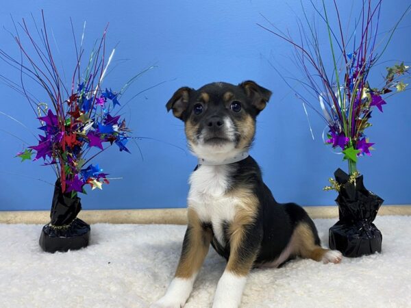 Mini Aussie/Jack Russell DOG Male Tri Colored 13288 Petland Batavia, Illinois