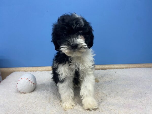 Sheepadoodle DOG Female Black and White 21490 Petland Batavia, Illinois