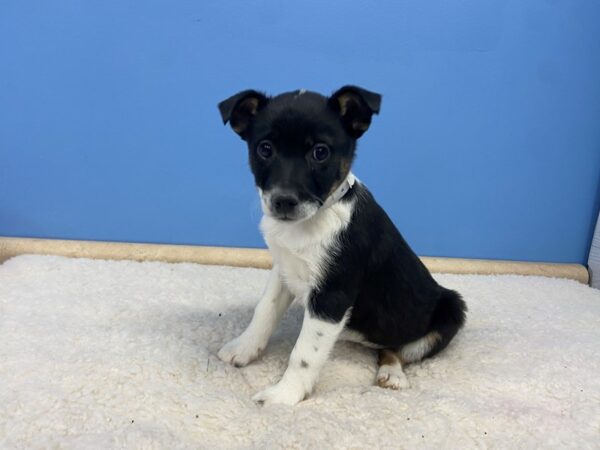 Mini Aussie/Jack Russell DOG Female Tri Colored 21492 Petland Batavia, Illinois