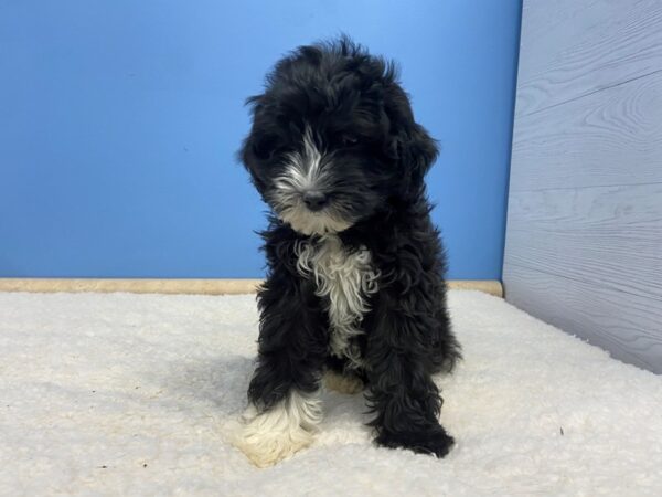 Sheepadoodle DOG Female Black and White 13286 Petland Batavia, Illinois