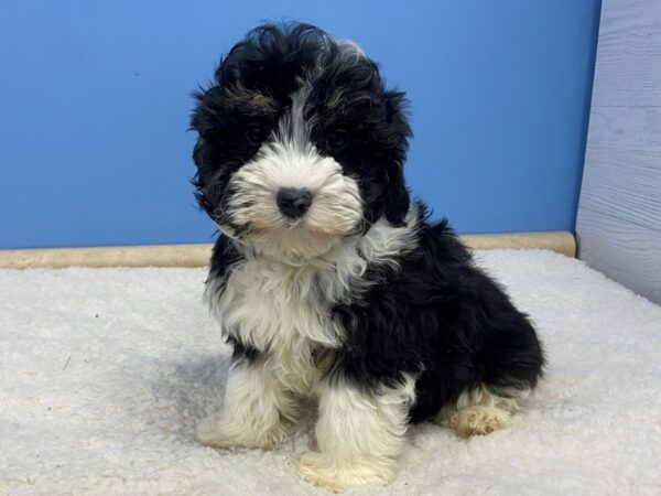 Sheepadoodle DOG Female Black and White 13287 Petland Batavia, Illinois