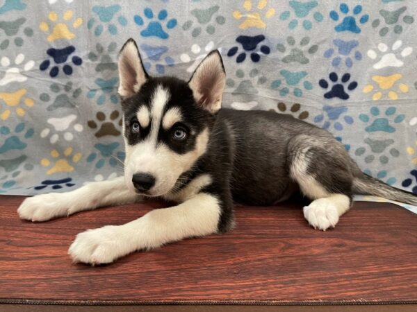 Siberian Husky DOG Female Black and White 13283 Petland Batavia, Illinois