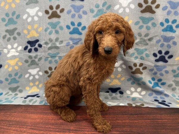 Goldendoodle 2nd Gen DOG Female Red 13282 Petland Batavia, Illinois