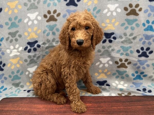 Goldendoodle 2nd Gen DOG Male Red 13281 Petland Batavia, Illinois