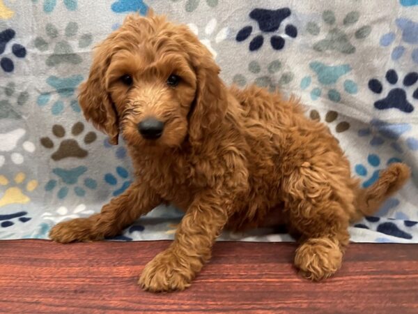 Goldendoodle 2nd Gen DOG Male Red 13280 Petland Batavia, Illinois