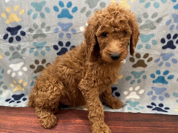 Goldendoodle 2nd Gen DOG Male Red 13279 Petland Batavia, Illinois