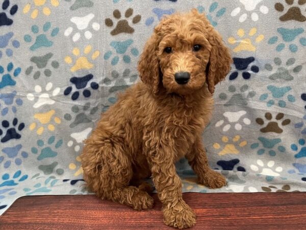 Goldendoodle 2nd Gen DOG Male Red 13278 Petland Batavia, Illinois