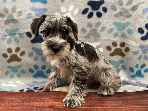 Miniature Schnauzer DOG Male Merle 13277 Petland Batavia, Illinois