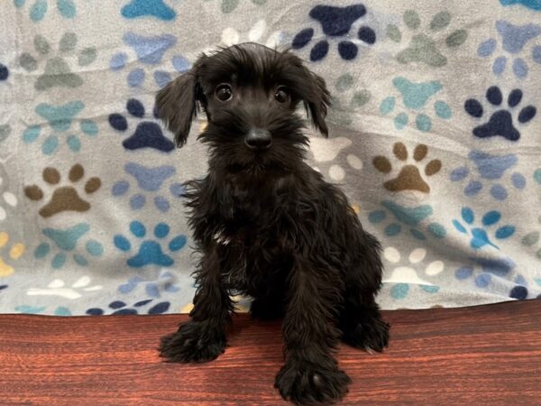 Miniature Schnauzer-DOG-Female-Black-13276-Petland Batavia, Illinois