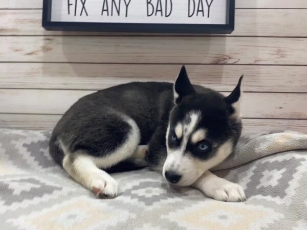 Siberian Husky DOG Female Black and White 21489 Petland Batavia, Illinois