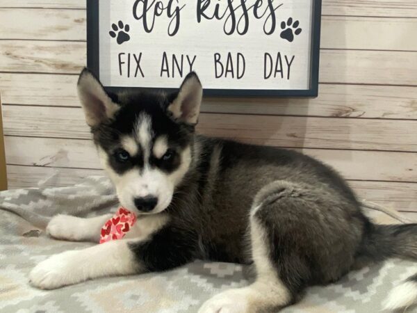 Siberian Husky DOG Male Black and White 21488 Petland Batavia, Illinois