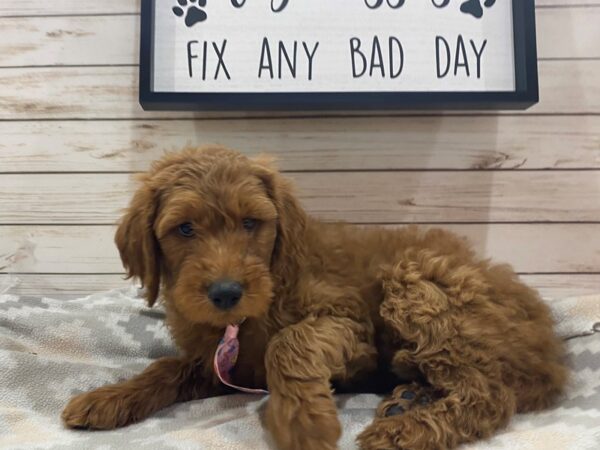 Goldendoodle 2nd Gen DOG Male Red 21487 Petland Batavia, Illinois