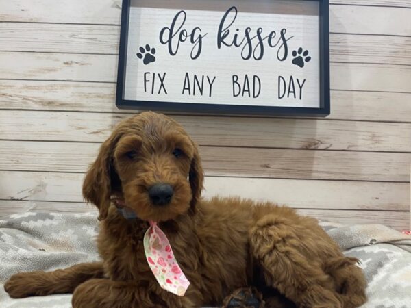 Goldendoodle 2nd Gen DOG Male Red 21486 Petland Batavia, Illinois