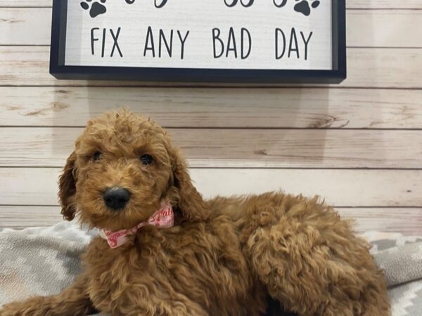 Goldendoodle 2nd Gen DOG Female Red 21485 Petland Batavia, Illinois