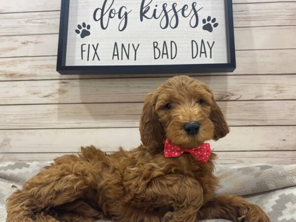 Goldendoodle 2nd Gen DOG Female Red 21484 Petland Batavia, Illinois