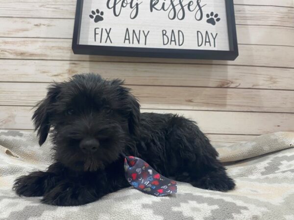 Miniature Schnauzer DOG Male Black 21483 Petland Batavia, Illinois