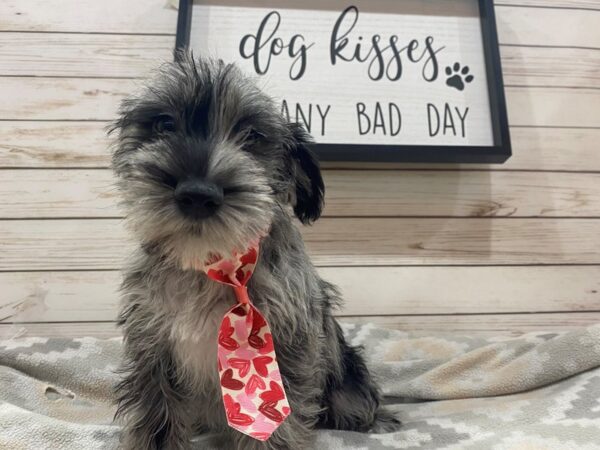 Miniature Schnauzer DOG Male Merle 21482 Petland Batavia, Illinois