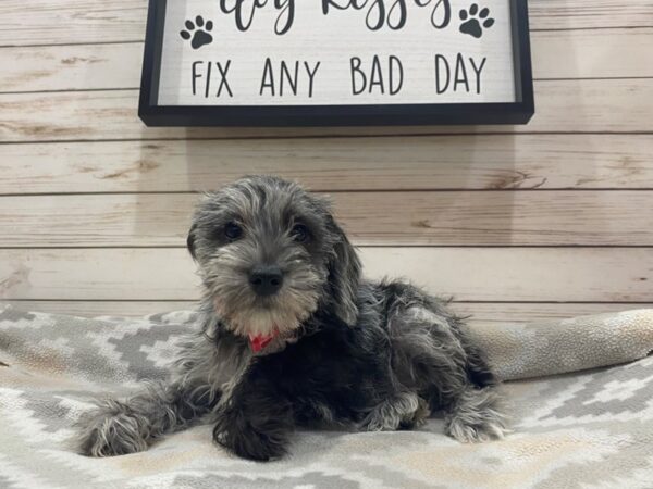 Miniature Schnauzer DOG Female Merle 21481 Petland Batavia, Illinois