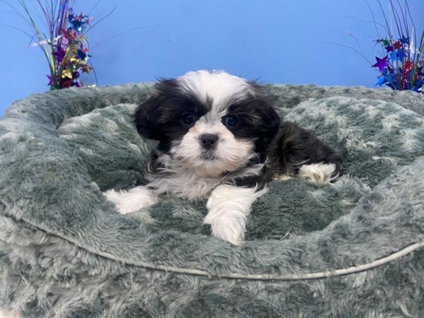 Shih Tzu DOG Female Black, White and Tan, Blue Factored 21270 Petland Batavia, Illinois