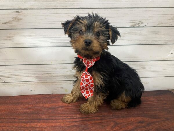 Yorkshire Terrier DOG Male Black & Gold 13290 Petland Batavia, Illinois