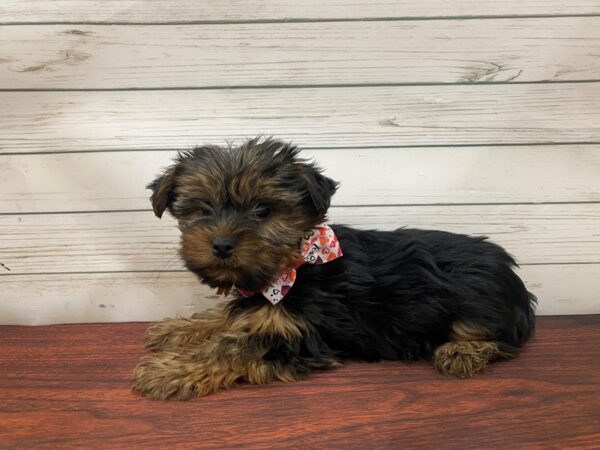 Yorkshire Terrier DOG Female Black & Gold 13289 Petland Batavia, Illinois