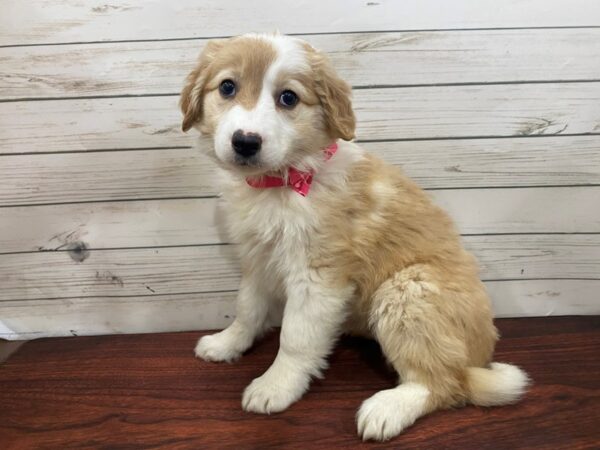 English Shepherd DOG Female Clear Sable 13296 Petland Batavia, Illinois