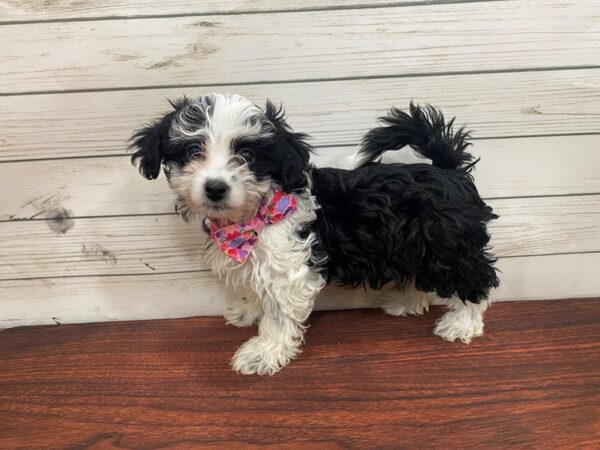 Havanese DOG Female Black & White, Silver Markings 13294 Petland Batavia, Illinois