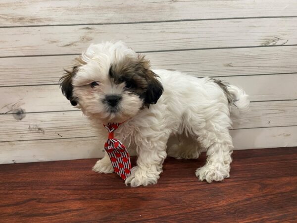 Shih Tzu DOG Male White & Black, Gold Markings 13292 Petland Batavia, Illinois