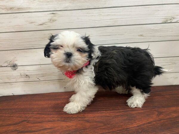 Shih Tzu DOG Female Black, White, & Tan, Blue Factored 13291 Petland Batavia, Illinois