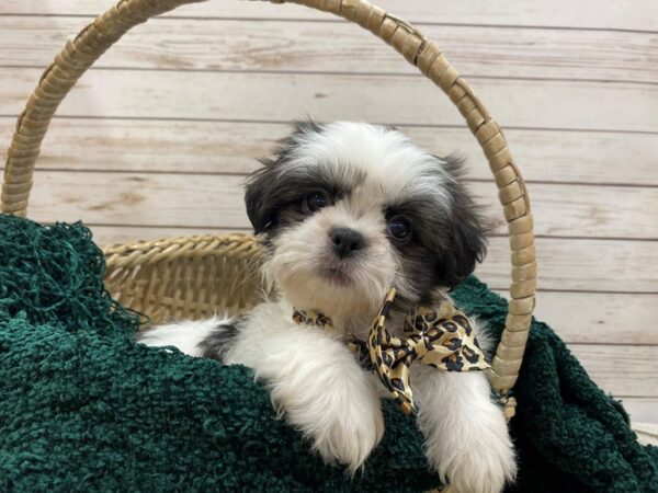 Shih Tzu DOG Female Black & White, Blue Factored 21497 Petland Batavia, Illinois