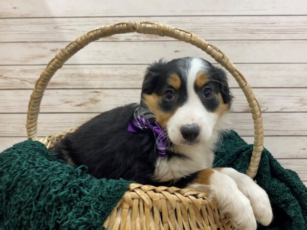 English Shepherd DOG Female Black & White Tri 21495 Petland Batavia, Illinois