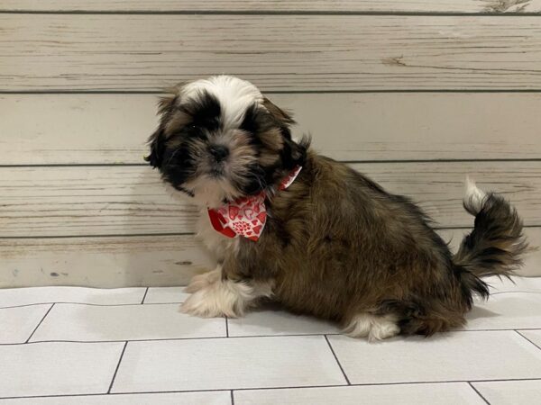 Shih Tzu DOG Female Chocolate and White 13297 Petland Batavia, Illinois