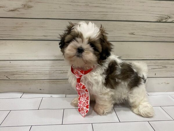 Shih Tzu-DOG-Male-Chocolate and White-13298-Petland Batavia, Illinois