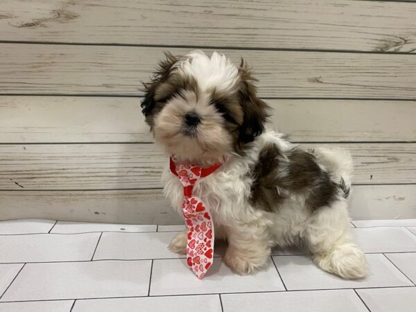 Shih Tzu DOG Male Chocolate and White 13298 Petland Batavia, Illinois